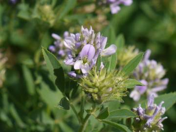 Fotografia da espécie Medicago falcata