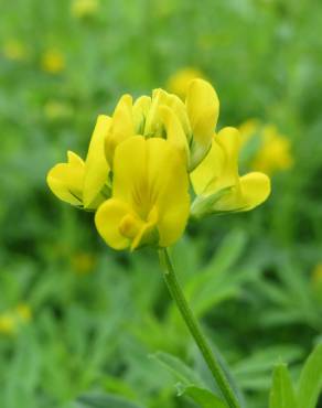 Fotografia 6 da espécie Medicago falcata no Jardim Botânico UTAD