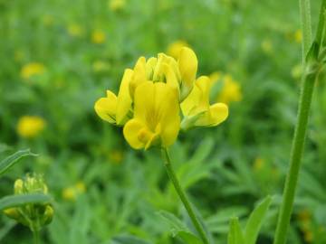 Fotografia da espécie Medicago falcata