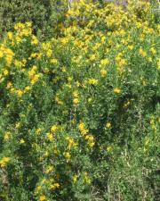 Fotografia da espécie Medicago arborea