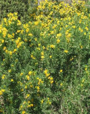 Fotografia 1 da espécie Medicago arborea no Jardim Botânico UTAD