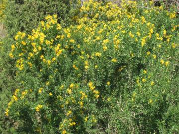 Fotografia da espécie Medicago arborea