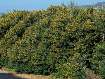 Fotografia da espécie Medicago arborea