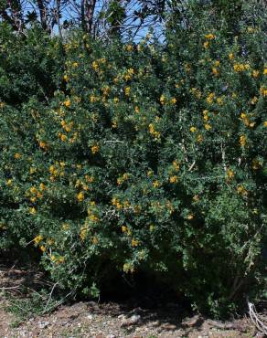 Fotografia 4 da espécie Medicago arborea no Jardim Botânico UTAD