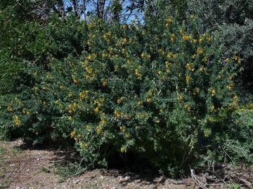 Fotografia da espécie Medicago arborea