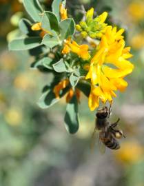 Fotografia da espécie Medicago arborea