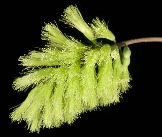 Fotografia da espécie Paraserianthes lophantha