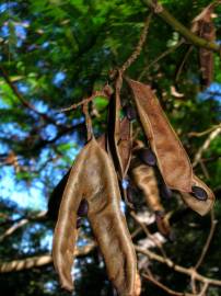 Fotografia da espécie Paraserianthes lophantha