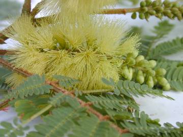 Fotografia da espécie Paraserianthes lophantha