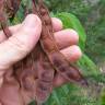 Fotografia 5 da espécie Paraserianthes lophantha do Jardim Botânico UTAD