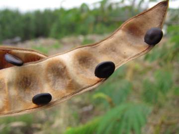 Fotografia da espécie Paraserianthes lophantha