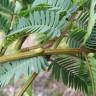 Fotografia 10 da espécie Paraserianthes lophantha do Jardim Botânico UTAD