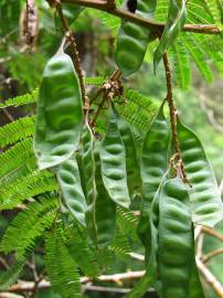 Fotografia da espécie Paraserianthes lophantha