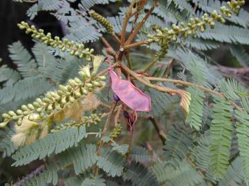 Fotografia da espécie Paraserianthes lophantha