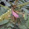 Fotografia 12 da espécie Paraserianthes lophantha do Jardim Botânico UTAD