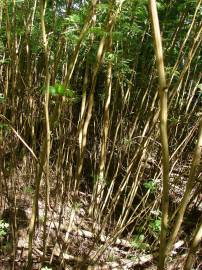 Fotografia da espécie Paraserianthes lophantha