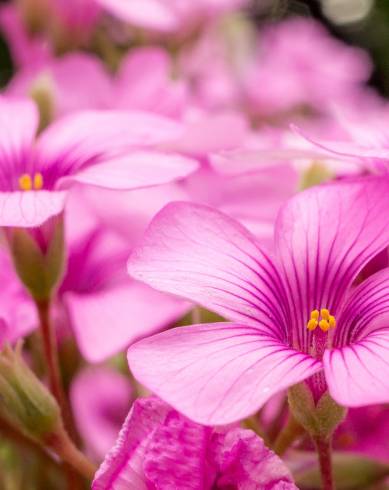 Fotografia de capa Oxalis articulata - do Jardim Botânico