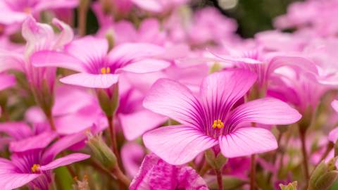 Fotografia da espécie Oxalis articulata