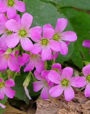 Fotografia 3 da espécie Oxalis articulata no Jardim Botânico UTAD