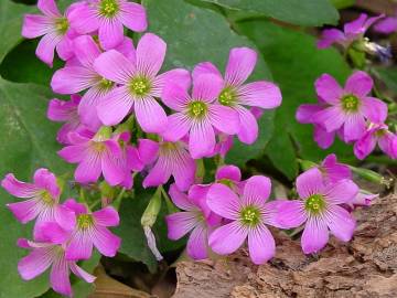 Fotografia da espécie Oxalis articulata