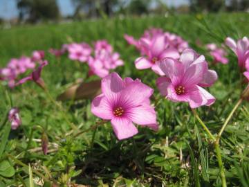 Fotografia da espécie Oxalis articulata