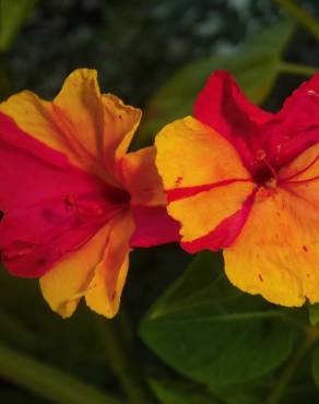 Fotografia 1 da espécie Mirabilis jalapa no Jardim Botânico UTAD