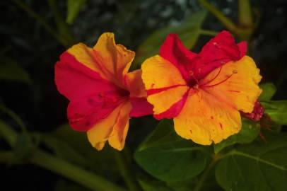 Fotografia da espécie Mirabilis jalapa