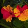 Fotografia 1 da espécie Mirabilis jalapa do Jardim Botânico UTAD