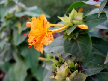 Fotografia da espécie Mirabilis jalapa