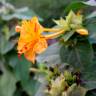 Fotografia 3 da espécie Mirabilis jalapa do Jardim Botânico UTAD