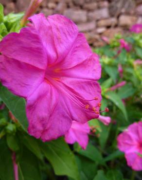 Fotografia 4 da espécie Mirabilis jalapa no Jardim Botânico UTAD