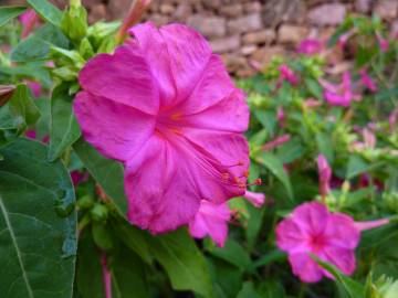 Fotografia da espécie Mirabilis jalapa