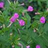 Fotografia 5 da espécie Mirabilis jalapa do Jardim Botânico UTAD