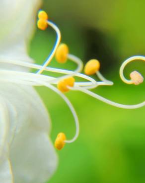 Fotografia 6 da espécie Mirabilis jalapa no Jardim Botânico UTAD