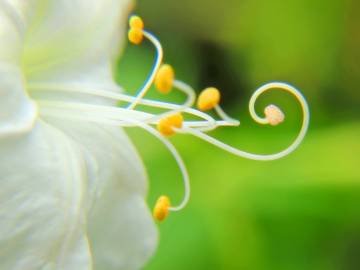 Fotografia da espécie Mirabilis jalapa