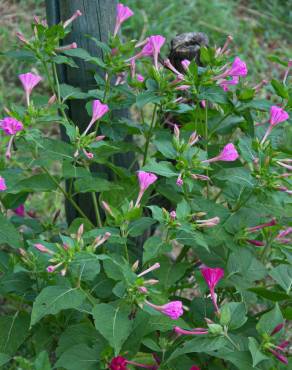 Fotografia 7 da espécie Mirabilis jalapa no Jardim Botânico UTAD