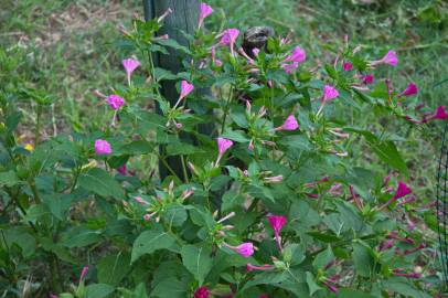 Fotografia da espécie Mirabilis jalapa