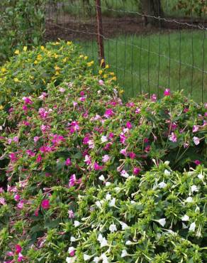 Fotografia 8 da espécie Mirabilis jalapa no Jardim Botânico UTAD