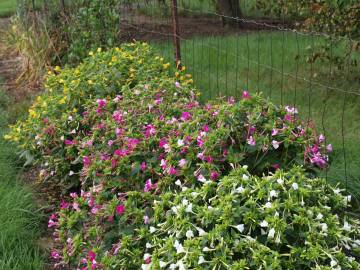 Fotografia da espécie Mirabilis jalapa