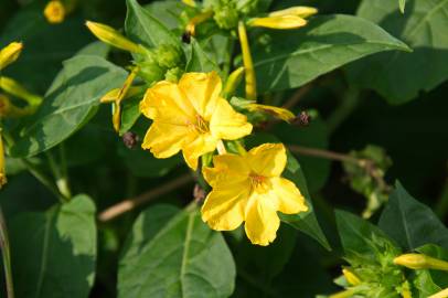 Fotografia da espécie Mirabilis jalapa