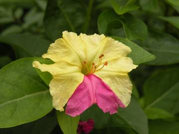 Fotografia da espécie Mirabilis jalapa