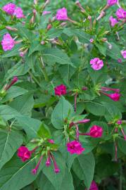 Fotografia da espécie Mirabilis jalapa