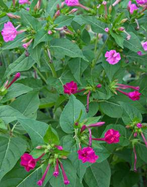 Fotografia 11 da espécie Mirabilis jalapa no Jardim Botânico UTAD