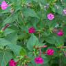 Fotografia 11 da espécie Mirabilis jalapa do Jardim Botânico UTAD