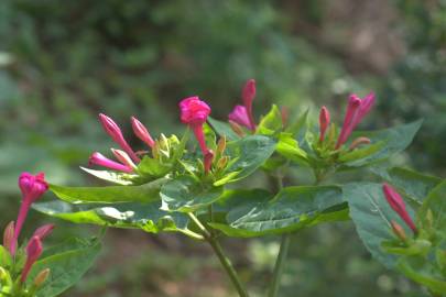 Fotografia da espécie Mirabilis jalapa