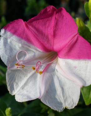 Fotografia 13 da espécie Mirabilis jalapa no Jardim Botânico UTAD