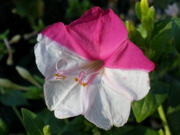 Fotografia da espécie Mirabilis jalapa