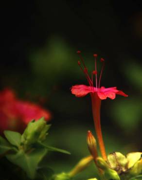 Fotografia 14 da espécie Mirabilis jalapa no Jardim Botânico UTAD