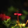 Fotografia 14 da espécie Mirabilis jalapa do Jardim Botânico UTAD