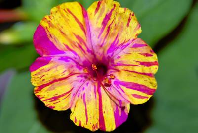 Fotografia da espécie Mirabilis jalapa